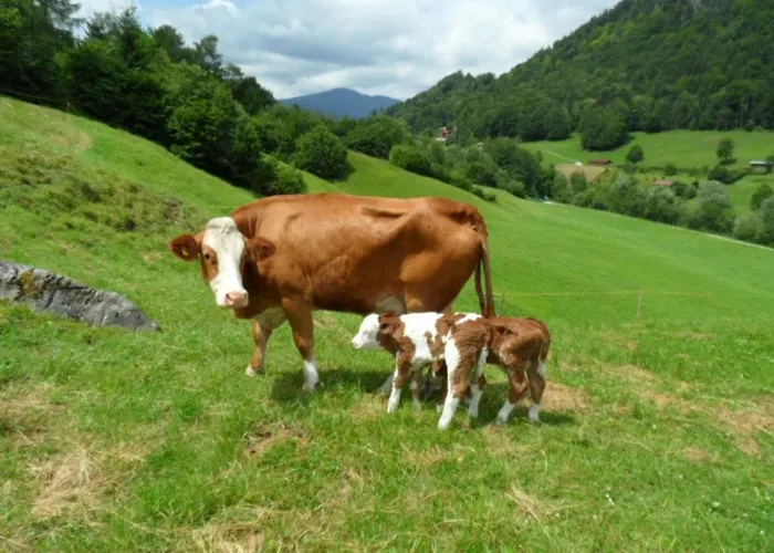 Kilianmuehle Vakantieboerderij *